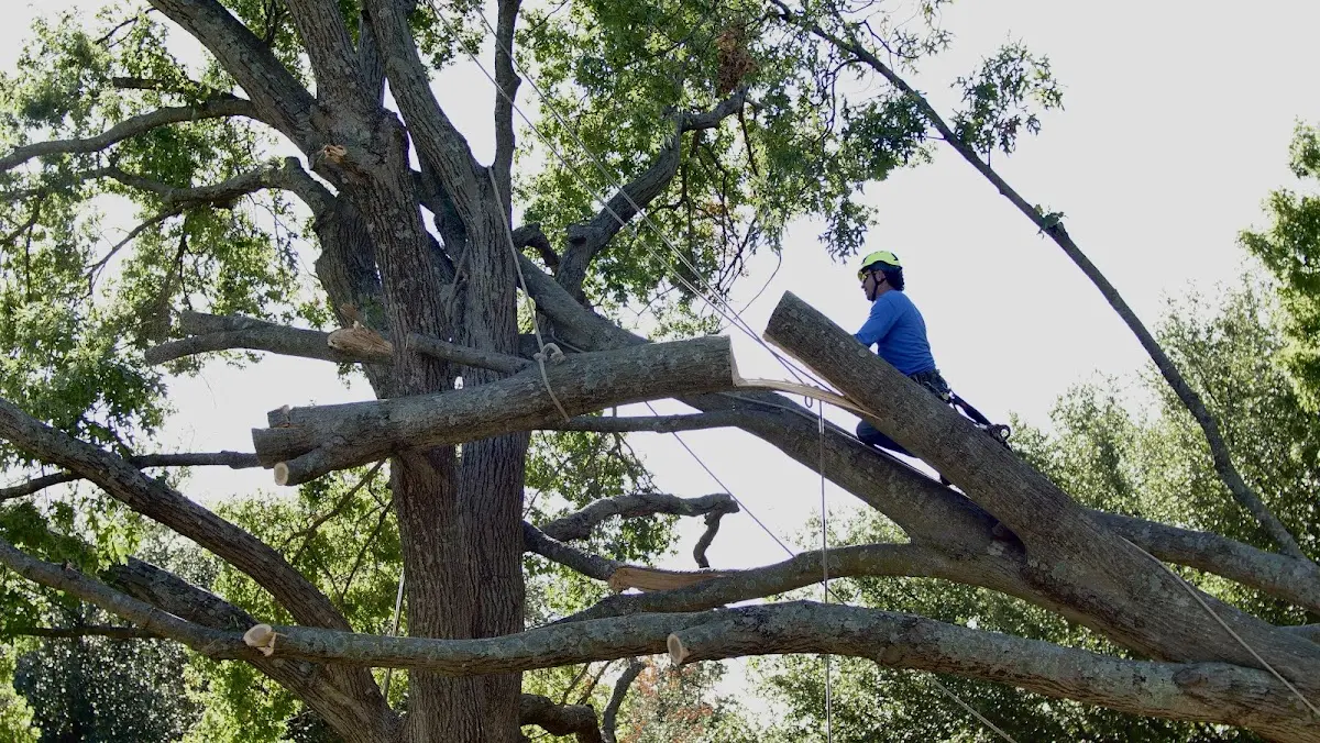 Professional Hazardous Tree Removal performed by certified arborists in Wyoming